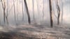 Der Wald südöstlich von Klietz: Die Brandbekämpfer konnten den Großbrand unter Kontrolle bringen.