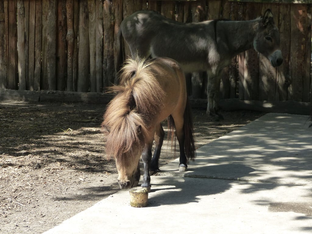 Auch die Tiere im Bitterfelder Gehege schwitzen. Zur Abkühlung gibt es ein Eis.