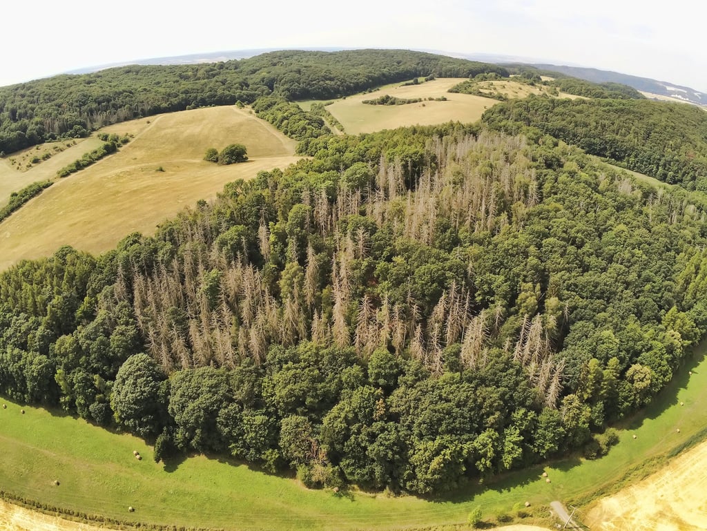 Wie es um den Wald im Jahr 2022 bestellt ist, zeigt diese Aufnahme aus der Nähe von Breitungen. Die Fichten haben durch extreme Trockenheit, Hitze und Schädlingsbefall keine Chance zu überleben.