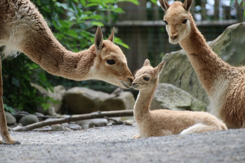 Drei Vikunjas stehen in einem Gehege des Zoos Osnabrück.