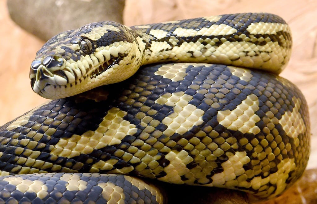 Ein Python liegt in einem Käfig.