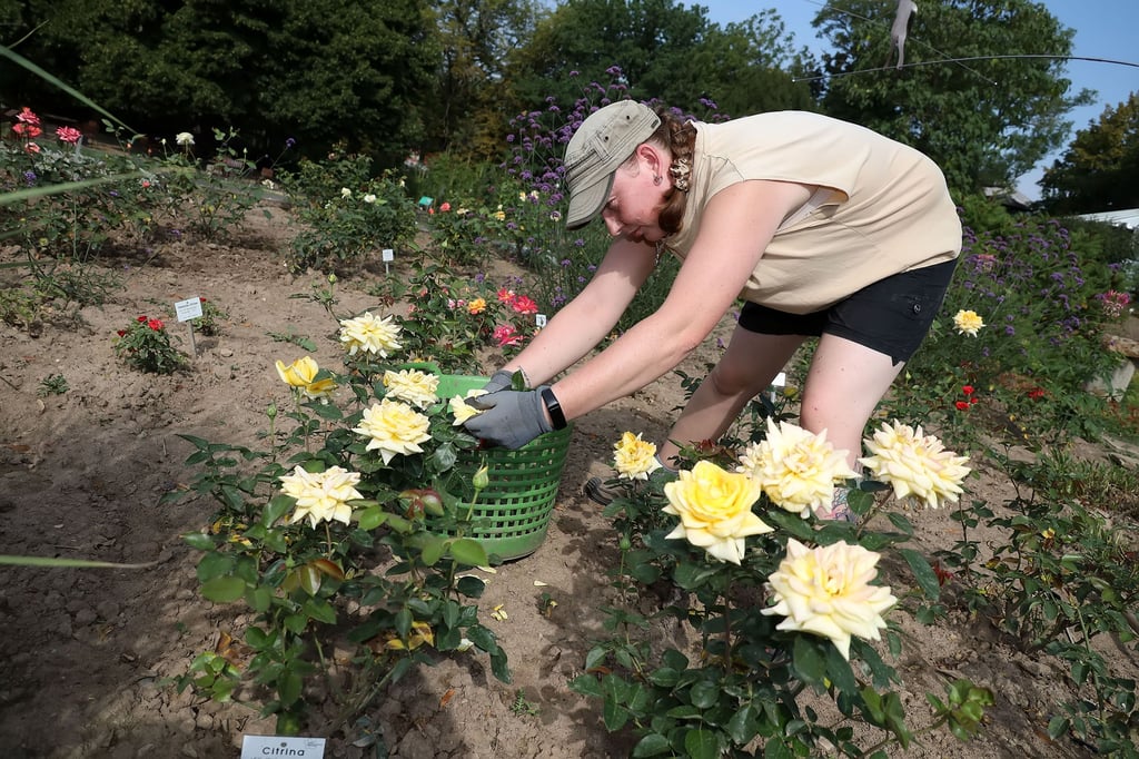 Gärtnerin Mandy Strützel fängt bei der Sommerhitze schon um 6 in der Früh an zu arbeiten. Für sie ist es der Traumjob schlechthin.