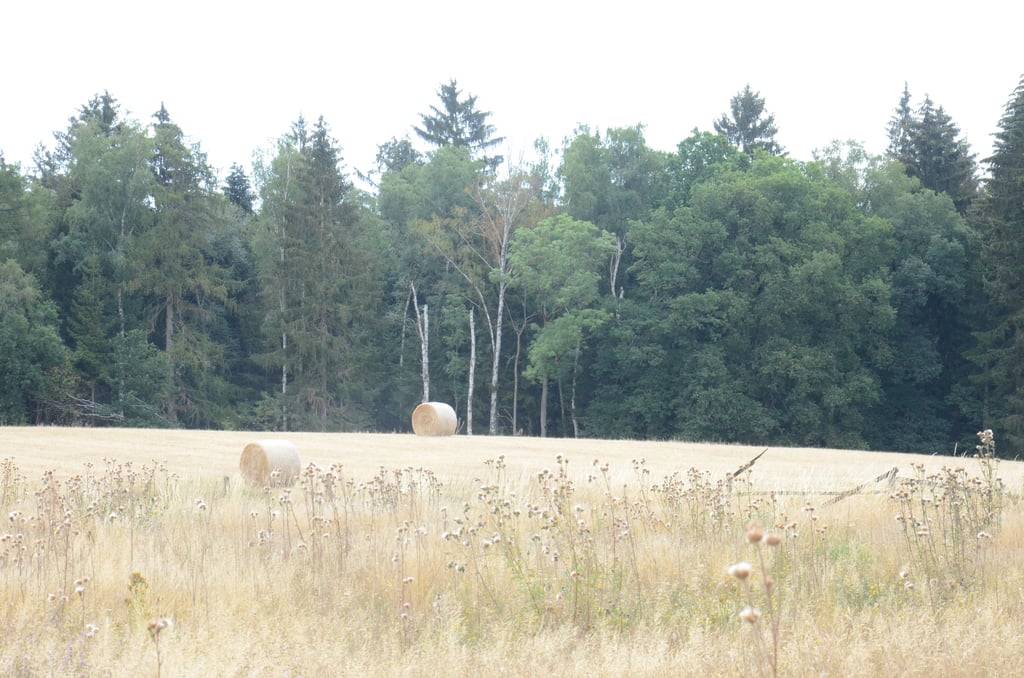 Ein herrlicher Blick über die Landschaft am Rande des Jemmeritzer Moores. Aber die Idylle trügt. Die Birken im Hintergrund sind schon abgestorben.