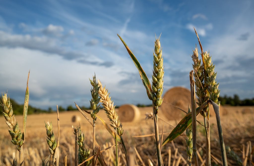 Mehrere Ähren stehen nach der Ernte eines Gerstenfelds bei Zemmer in Rheinland-Pfalz.