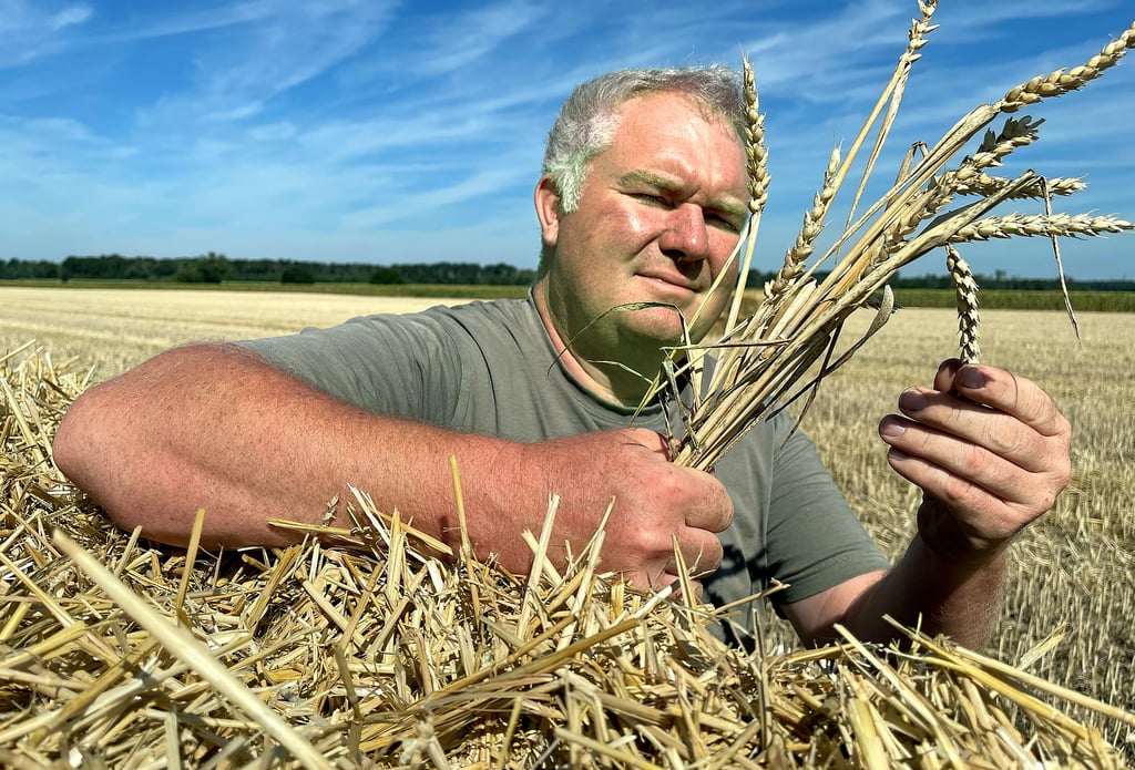 Trauriger Blick auf die Ähren. Landwirt Andreas Pfanne aus Ranies muss Ernteausfälle hinnehmen. Die Trockenheit der zurückliegenden Monate hat dazu geführt, dass die Weizenkörner zumeist recht klein geblieben sind.