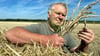 Trauriger Blick auf die Ähren. Landwirt Andreas Pfanne aus Ranies muss Ernteausfälle hinnehmen. Die Trockenheit der zurückliegenden Monate hat dazu geführt, dass die Weizenkörner zumeist recht klein geblieben sind.