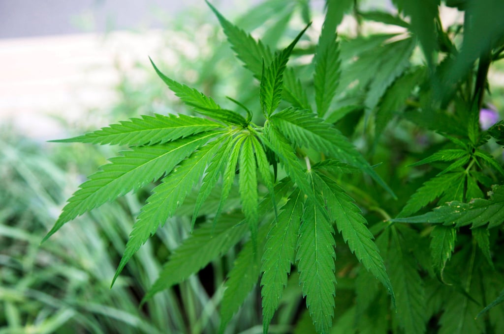 Die Polizei fand bei Osternienburg eine kleine Hanf-Plantage.