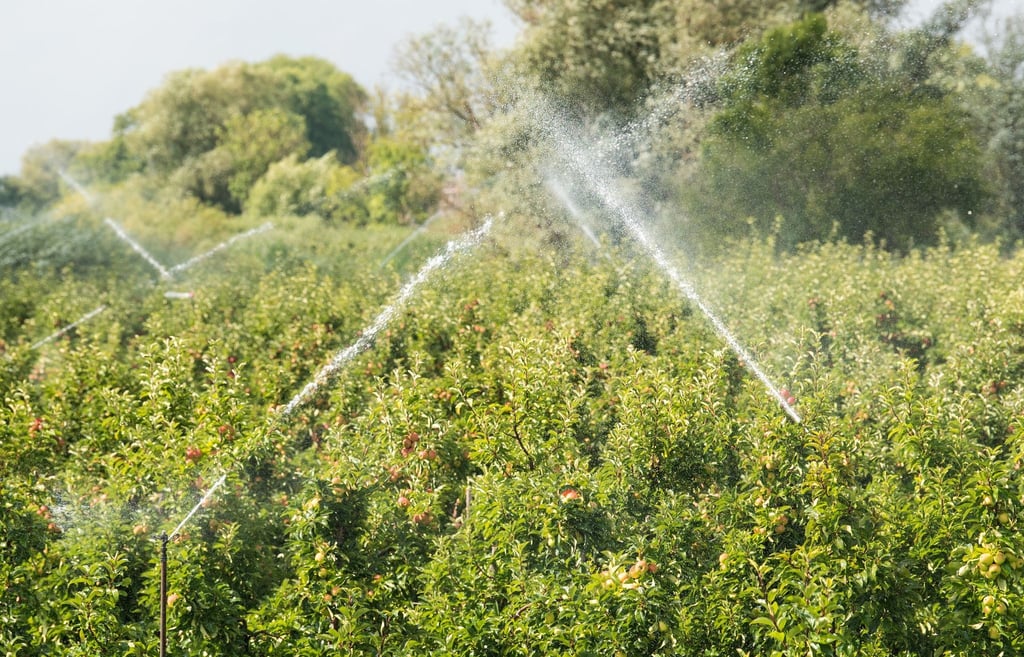 Eine Apfelplantage wird bei hohen Temperaturen und Sonnenschein mit Wasser beregnet.