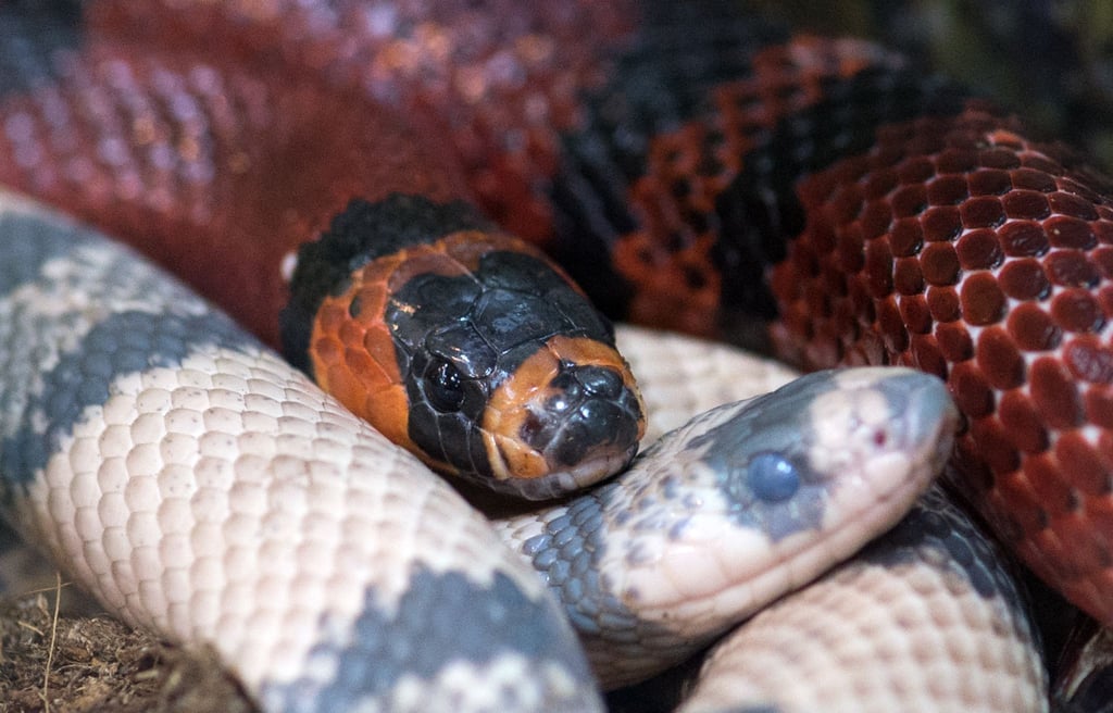 Die Kalifornische Kettennatter - für den Menschen ungefährlich.