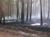 Im Bereich zwischen Sandau und Klietz ist es vom Freitag, 5. August, bis zum Sonntag, 7. August, vermehrt zu Waldbränden gekommen. Ersten Ermittlungen zufolge handelt es sich um Brandstiftungen.