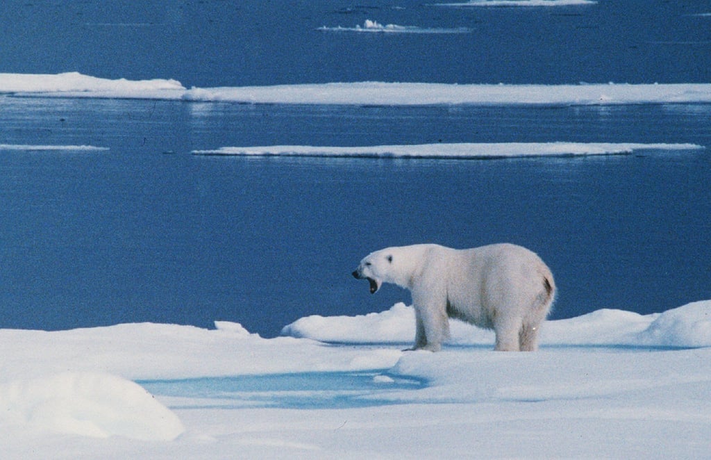 Ein Eisbär steht auf einer Eisscholle bei Spitzbergen. (Archivbild)