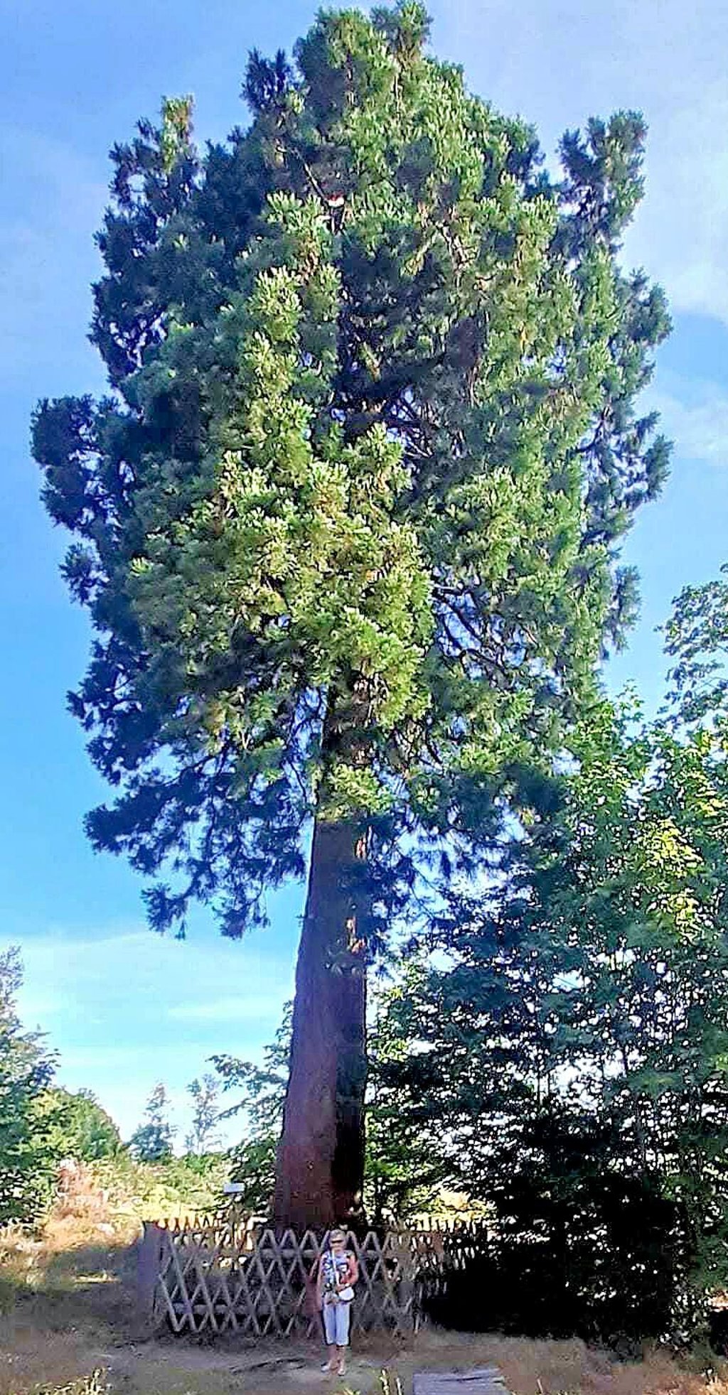 Elfriede Schröter am Riesen-Mammutbaum bei Allrode.