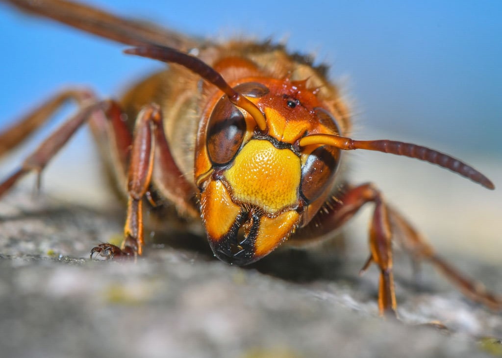 Did you know that a wasp is also a wasp?  It is considered the largest representative of the species and more peaceful than many of its relatives.