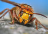 Wussten Sie, dass die Hornisse auch eine Wespe ist? Sie gilt als die größte Vertreterin der Art und als friedfertiger als viele ihrer Verwandten.