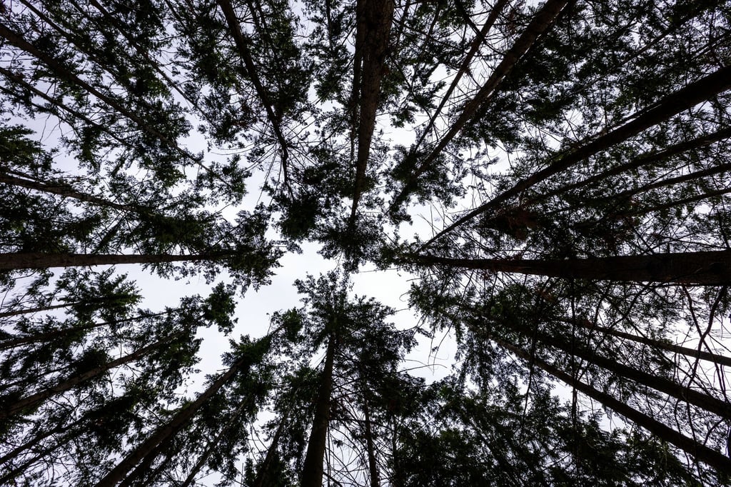 Baumkronen im Wald mindern zwar die gefährliche UV-Strahlung, dennoch ist Sonnenschutz beim Spaziergang unter Bäumen notwendig.