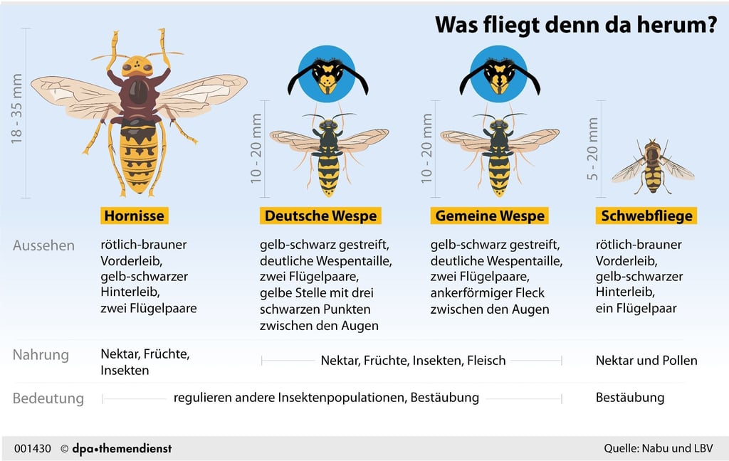 This is how the different types of wasps we most often observe differ - and the hovercraft that resemble them.