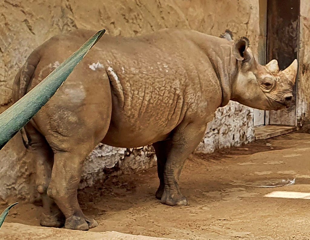 Zu den wichtigen Züchtungen im Magdeburger Zoo gehören die Nashörner, hier ein Bild von Malte.