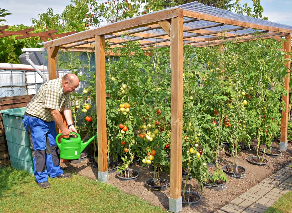 Bernd Hahn aus Wanzleben pflanzt seine Tomaten im Garten am Haus in große Töpfe und versorgt sie regelmäßig mit Wasser und Dünger. Den Trick hat er sich von erfahrenen Kleingärtner abgeschaut.
