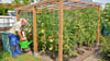 Bernd Hahn aus Wanzleben pflanzt seine Tomaten im Garten am Haus in große Töpfe und versorgt sie regelmäßig mit Wasser und Dünger. Den Trick hat er sich von erfahrenen Kleingärtner abgeschaut. 