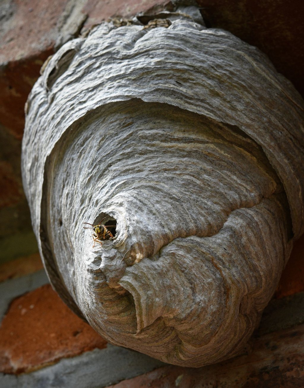 Wasp nests can be left hanging if the animals are not bothering you.  It will be deserted by autumn at the latest and will not be inhabited again after that.