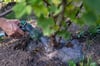Eine Frau gießt einen Johannisbeerstrauch in einem Kleingarten. Viele Gärtner sorgen sich wegen der anhaltenden Trockenheit um ihre Pflanzen.