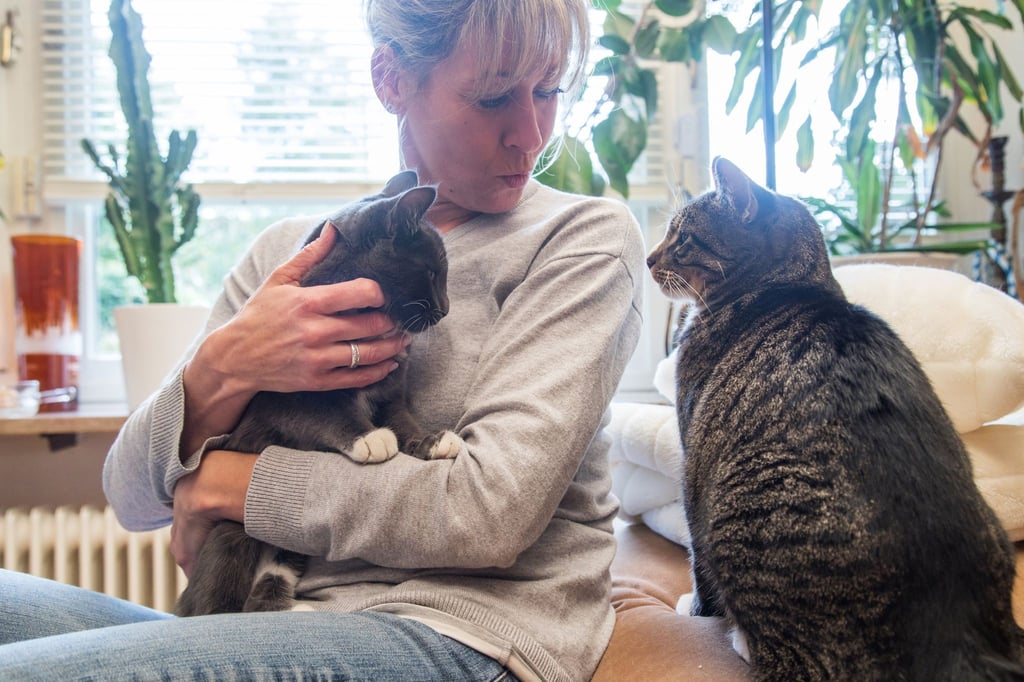Bei der Zusammenführung von zwei Katzen sollte man behutsam vorgehen.