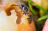 Zum Wespen lieben Fruchtsaft und brauchen ihn für das Stillen ihres Energiebedarfs.