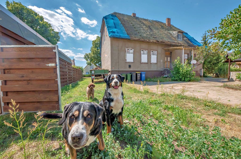 Die Nachbarshunde Frieda, Mücke und Lotte vor der ehemaligen Kita in Mildensee. Das unansehnliche und schon lange leerstehende Gebäude soll ein wahrer Schatz sein: ein Forsthaus aus Fürstenzeiten. Die Untersuchungen dazu sind aber noch ganz am Anfang.
