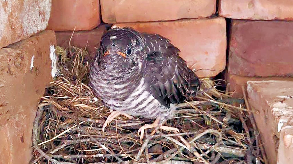 Der Kuckuck auf dem Hof von Harry Hild am grünen Stadtrand von Seehausen kurz, bevor er flügge wurde.