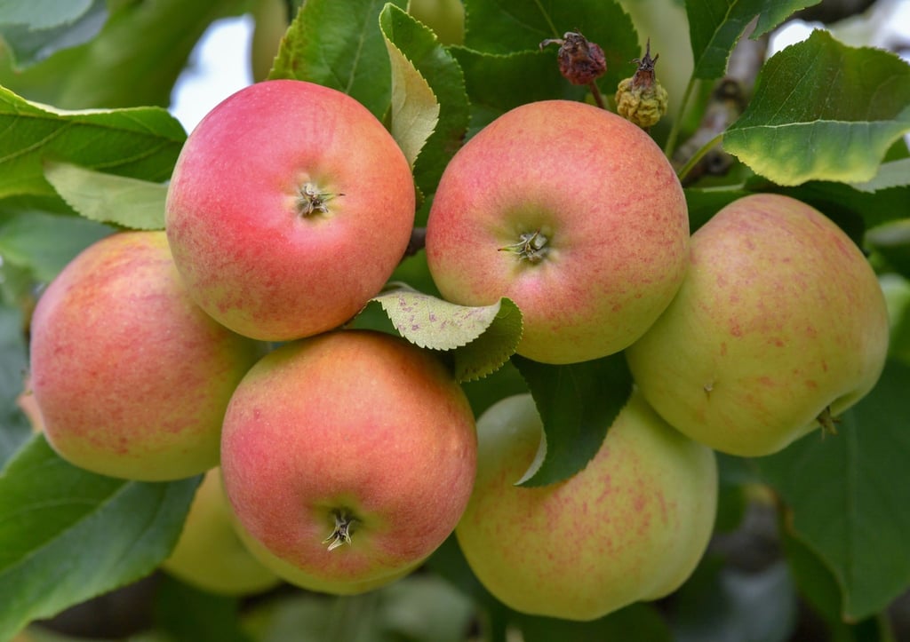 Äpfel der Sorte Gala Royal wachsen auf einer Plantage an einem Baum.