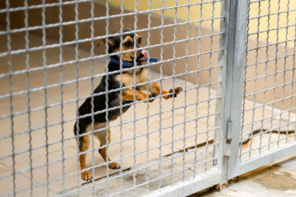 Die einjährige Hündin Jessy steht in ihrer Box im Tierheim Nürnberg.