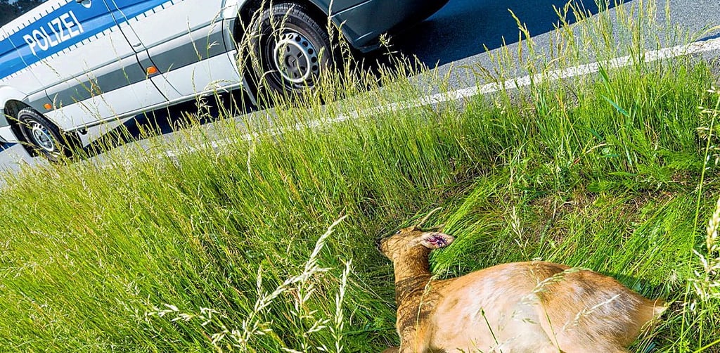Die Polizei hat auf der B184 bei Roßlau ein Reh erschossen. (Symbolbild)