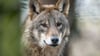 Ein Wolf (Canis Lupus Lupus schaut in die Weite.