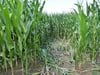 Die Randalierer haben eine Schneise und Gänge in das Maisfeld des Landwirts Werner Arndt geschlagen. Die Feldfrüchte sind total zertrampelt. 