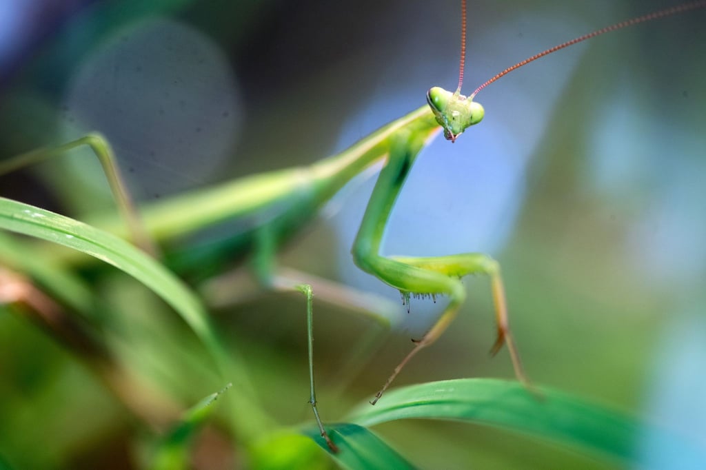 Eine Gottesanbeterin ist im Naturkundemuseum zu sehen.