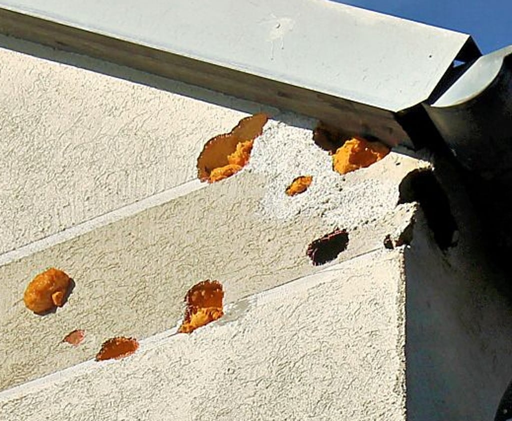 So hämmert der Specht Löcher in die Fassade der alten Schule im Nordharz-Ortsteil Heudeber.