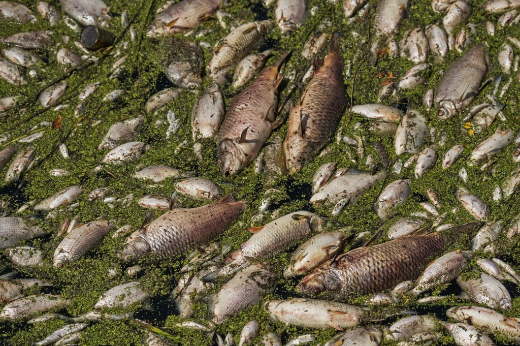 Tote Fische schwimmen in einem Fluss.