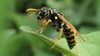 Wespen sind am Esstisch ungebetene Gäste. Für den richtigen Umgang mit den Tieren gibt der Naturschutzbund hilfreiche Tipps.