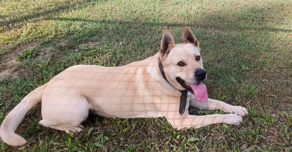 Der American Staffordshire Terrier-Schäferhund-Mischling Branko lebt seit Mitte April 2021 im Tierheim Sangerhausen.