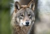 Ein Wolf (Canis Lupus Lupus schaut in die Weite.