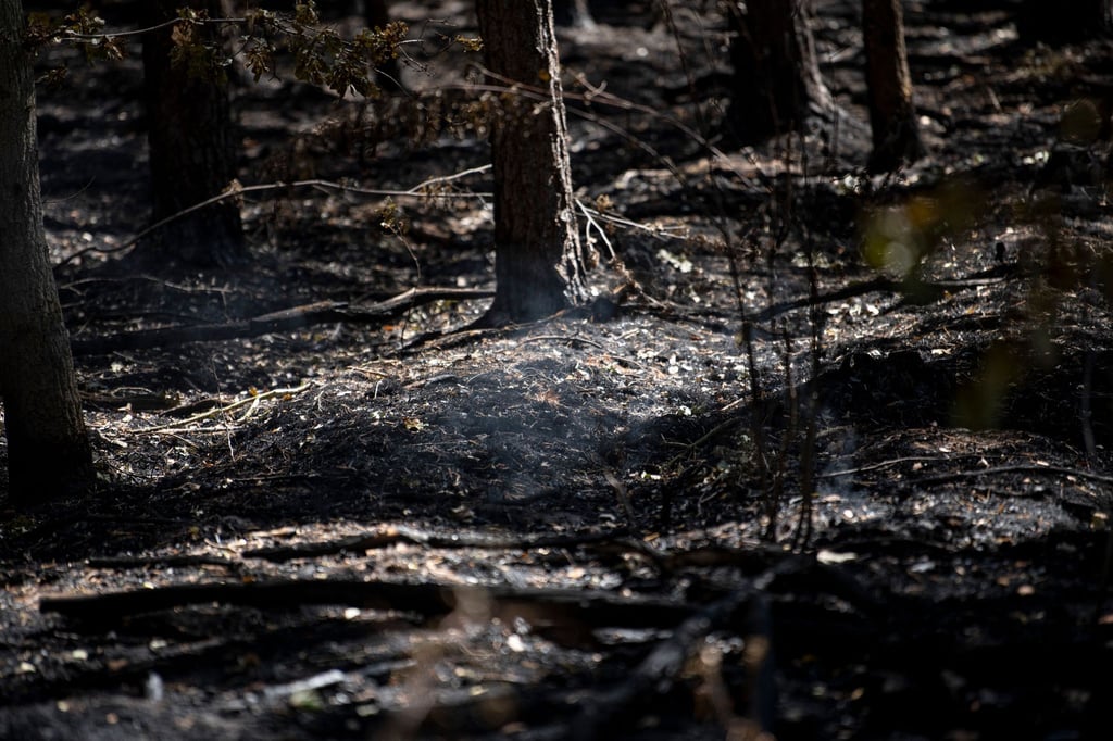 Im verbrannten Wald im Sperrgebiet um die Brandstelle am Sprengplatz der Berliner Polizei im Grunewald steigt Rauch auf.