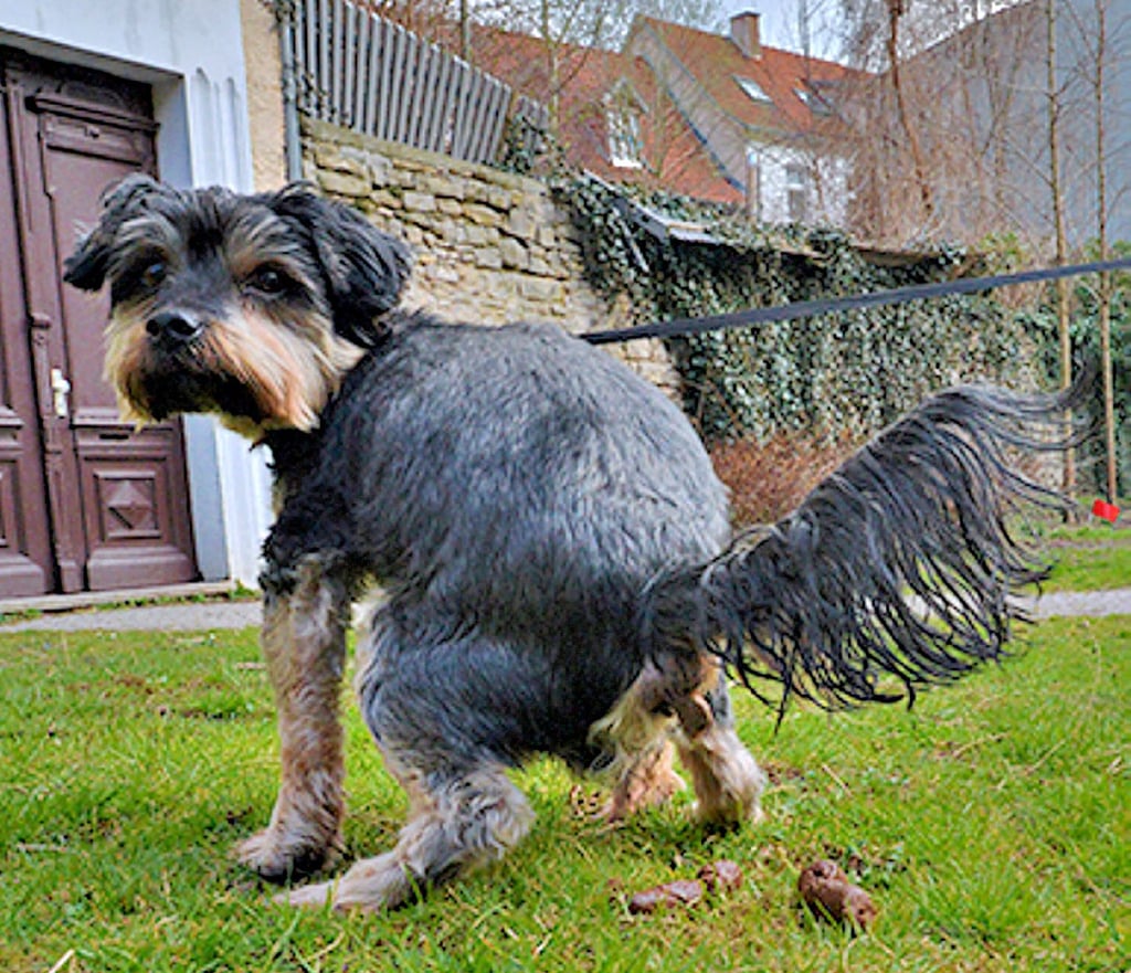 Ärger über Hundekot gibt es vielerorts, nun auch in Winningen. Was dieser Yorkshire in Aschersleben fallen ließ, wurde gleich wieder eingesammelt.