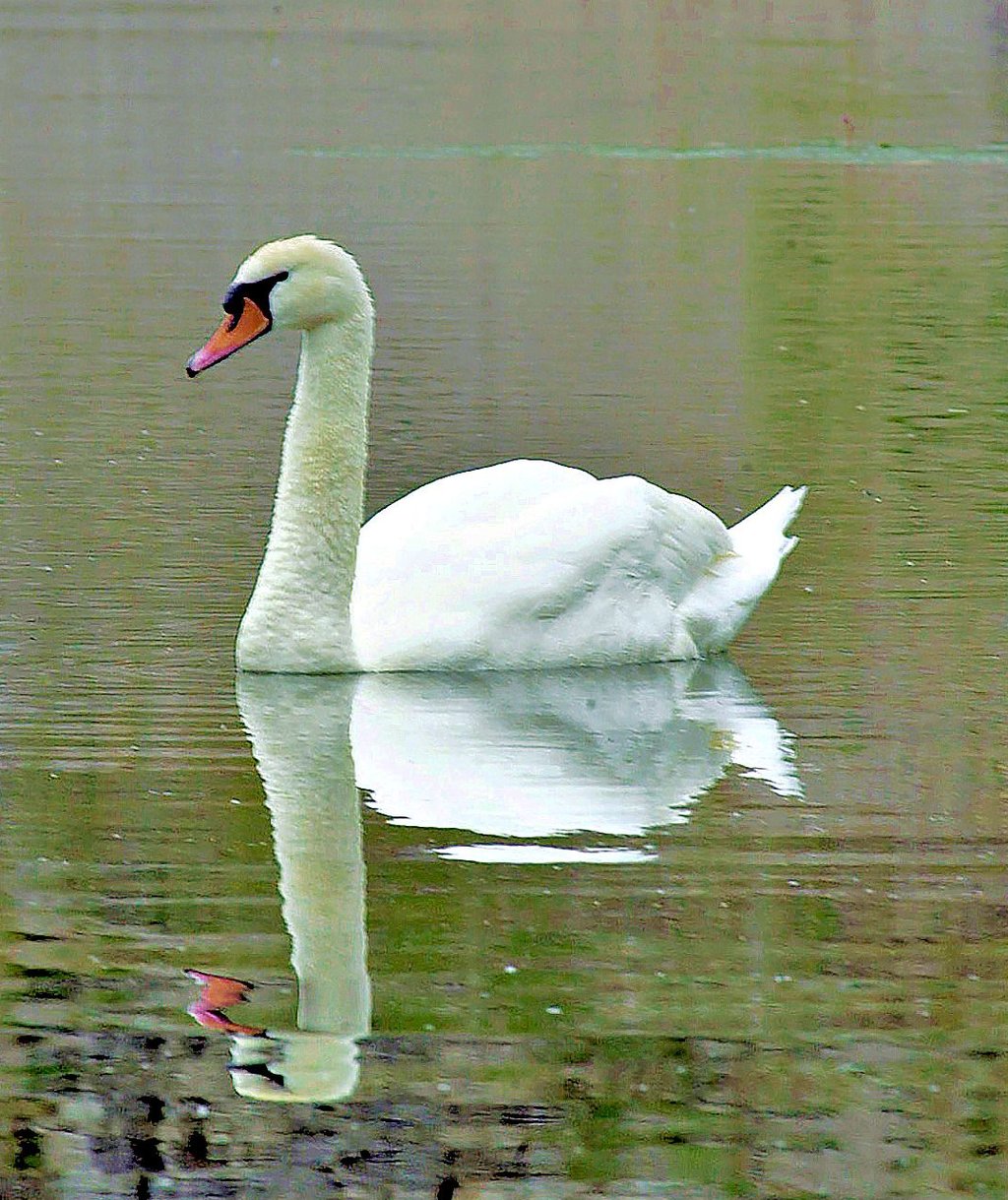 Das ist er: Lohengrin, der streitbare Schwan vom Barbyer Kieessee-Süd. Badegäste sieht er in seinem Revier nicht sonderlich gerne.