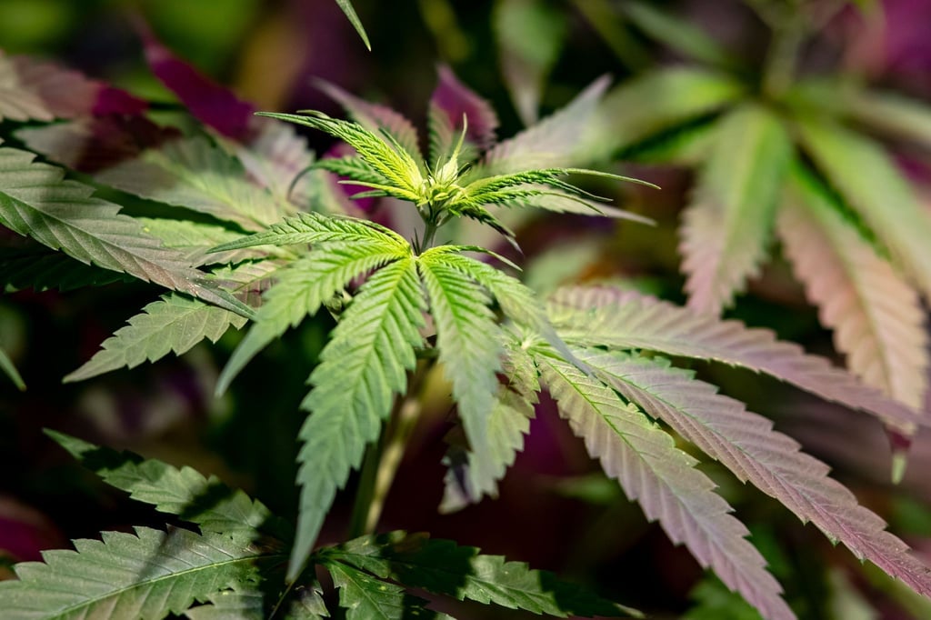 Eine Cannabis-Pflanze.