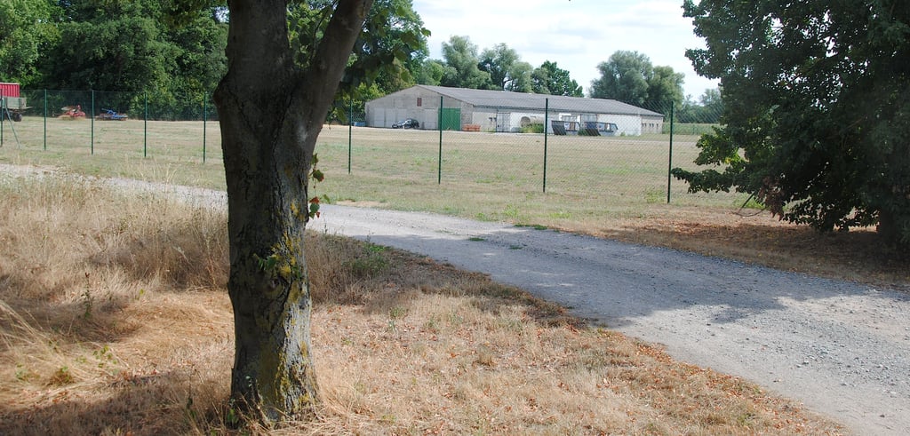 Der Baum, der neben dem Verbindungsweg zum Grundstück Nummer 9 in Wohlgemuth steht, muss im Zuge des Straßenbaus gefällt werden.