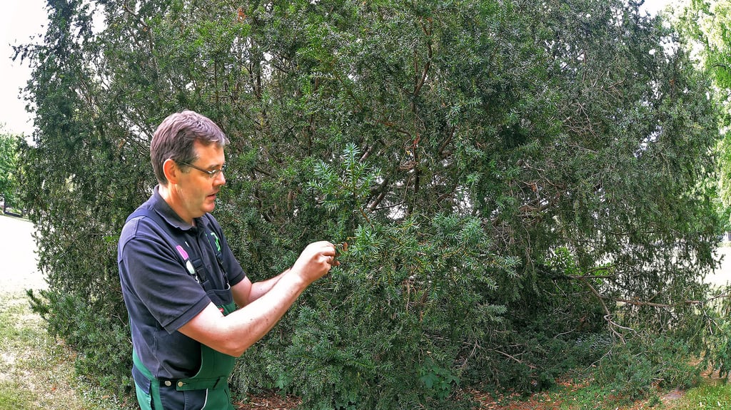Lars Heidenreich stellt die Europäische Eibe als typischen aber unauffälligen Baum in den Ascherslebener Parks und Gärten vor.