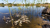 Tote Fische schwimmen in der Oder bei Brieskow-Finkenheerd.
