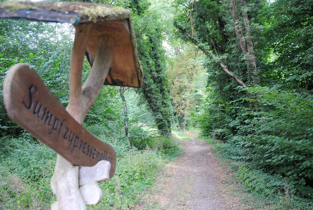 Der Beetzendorfer Park mit seiner berühmten Sumpfzypressenallee soll wieder zu einem Anziehungspunkt werden.