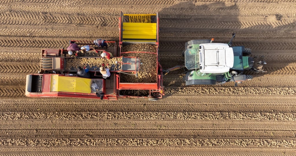 Ein Landwirt erntet mit einem Roder Kartoffeln auf einem Feld.