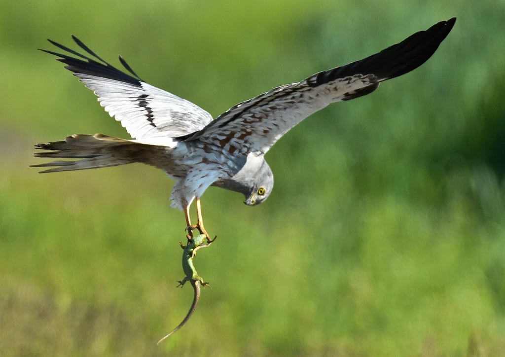 Eine Wiesenweihe (Circus pygargus) fliegt.